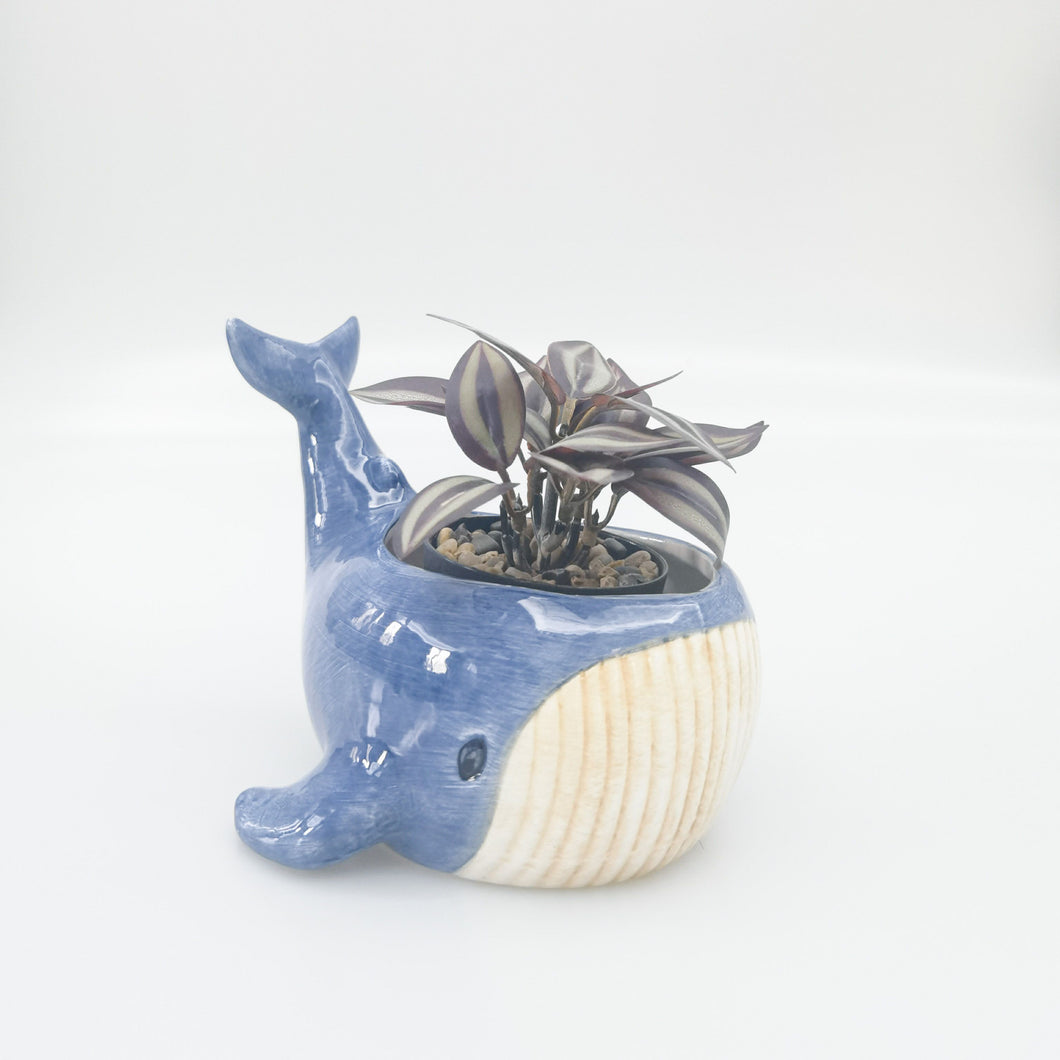 Reef Whale Planter